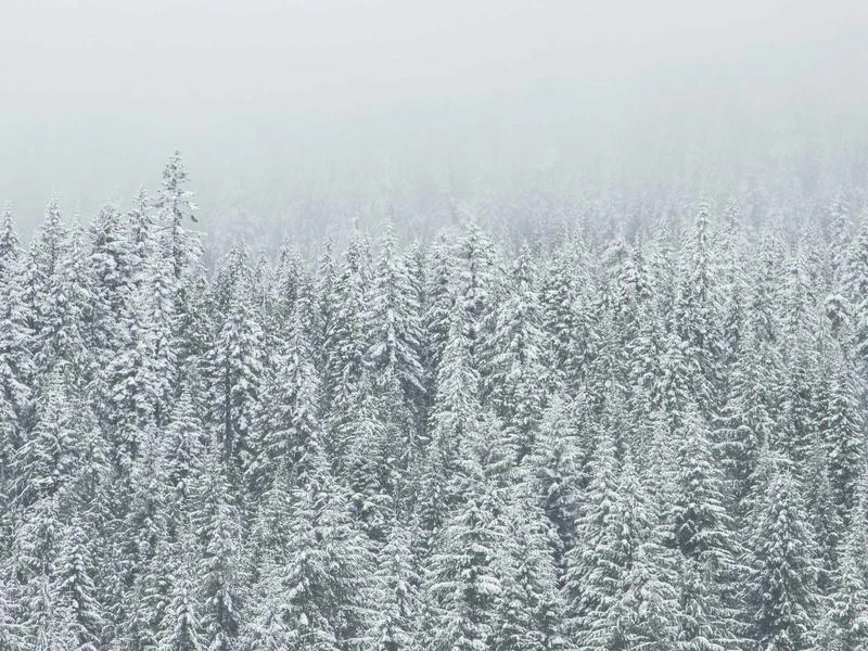 Gartenwerkzeug-Set 8-teilig mit Tasche