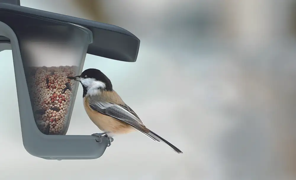 Karmnik dla ptaków Birdyfeed dwukomorowy | Antracyt — 2