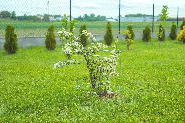 Podpora do roślin koła x2 "60" [2384], ELGarden — 9