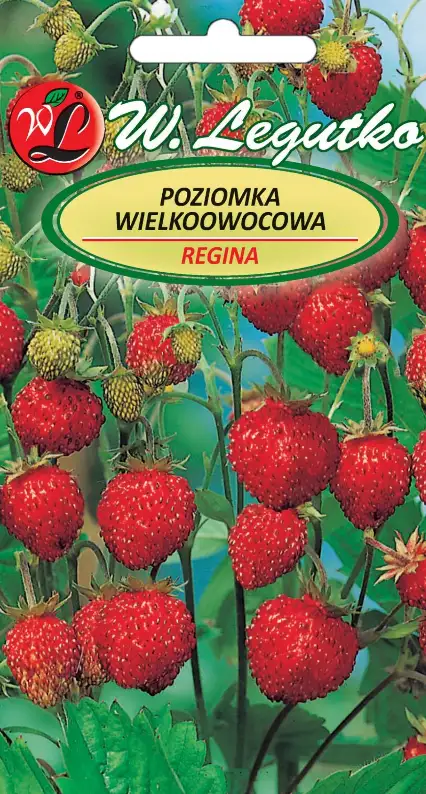 Nasiona Poziomka Regina, owoce czerwone, duże 0,1g
